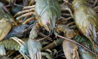 много речных раков