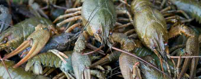 много речных раков