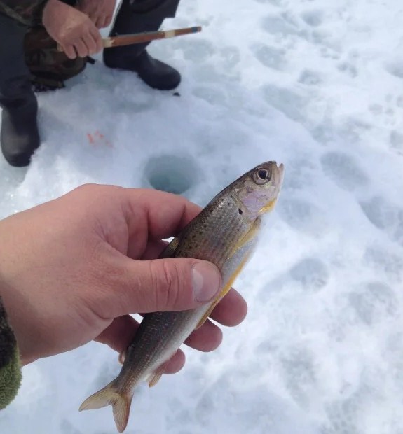 зимняя ловля владиславии