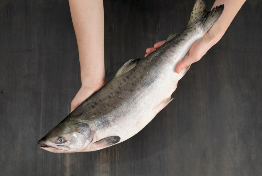 внешний вид горбуши