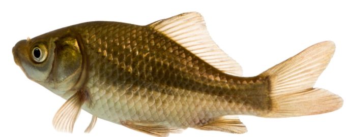 как выглядит карась