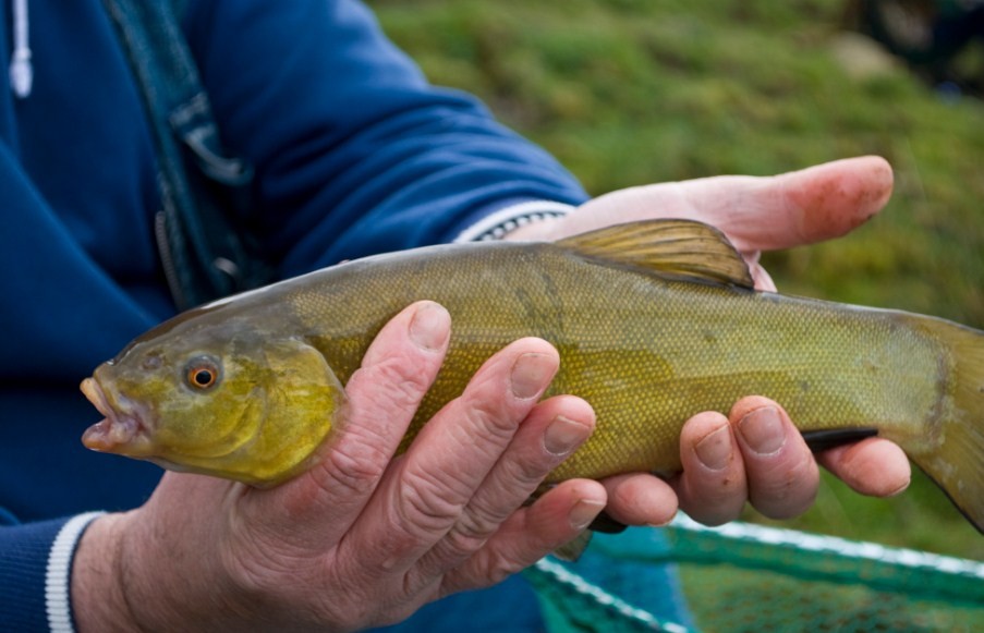как выглядит линь