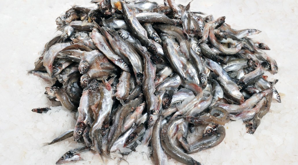 почему популяция мойвы сократилась