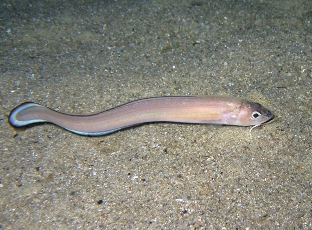 как выглядит рыба ошибень 