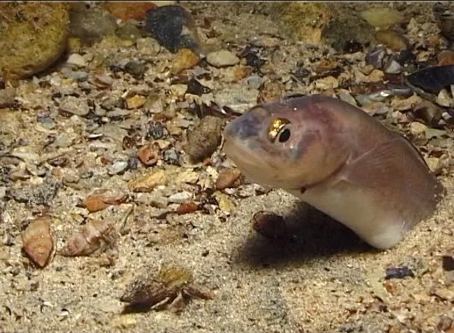 как выглядит ошибень