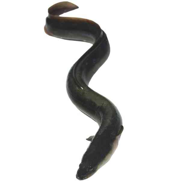 внешний вид рыбы угорь