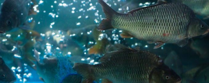 как выбрать живую рыбу