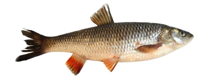 особенности язя