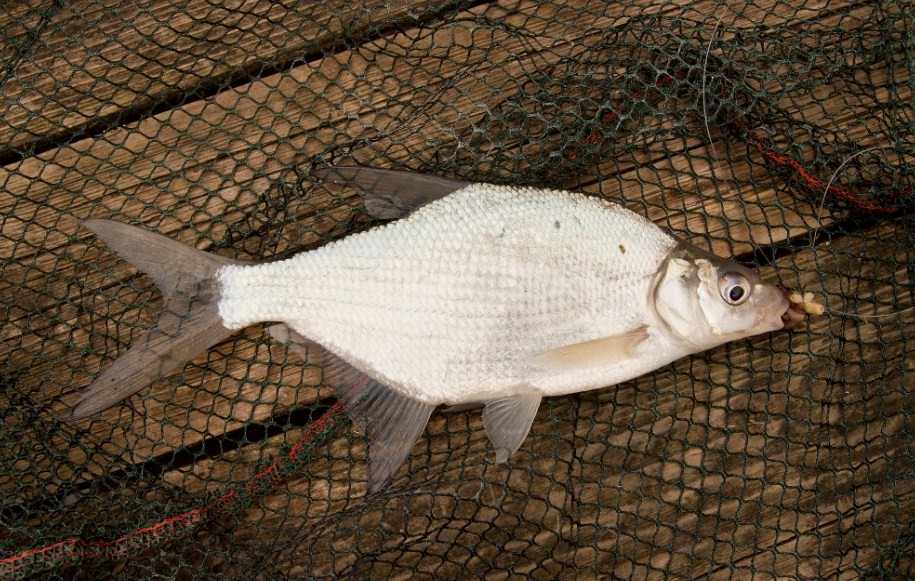 что делать с мелкой рыбой 