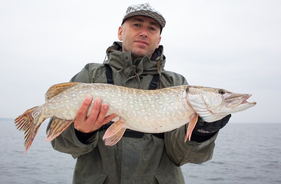 большая щука 