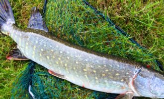 большая щука