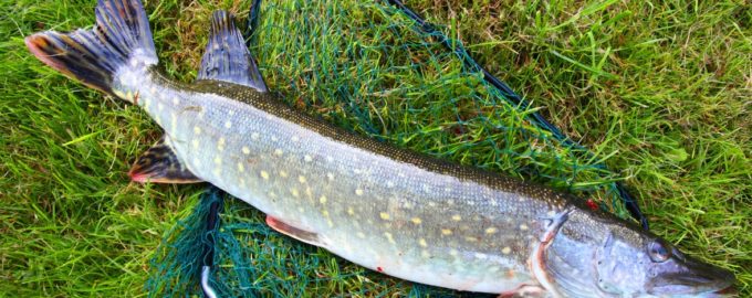 большая щука