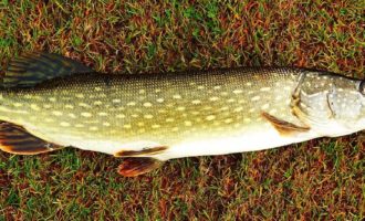 как выглядит щука