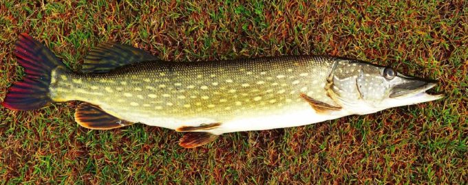 как выглядит щука