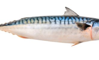 как выглядит рыба скумбрия