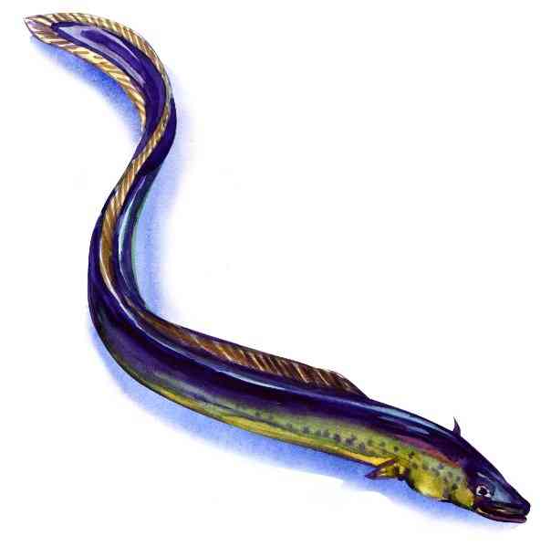 как выглядит угорь