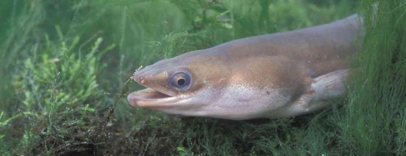 особенности строения угря