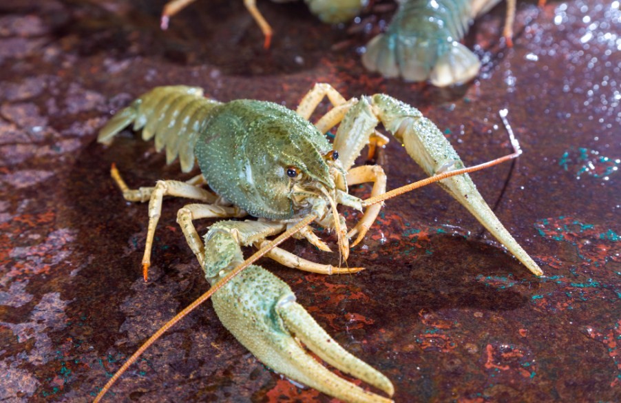 крупный речной рак 