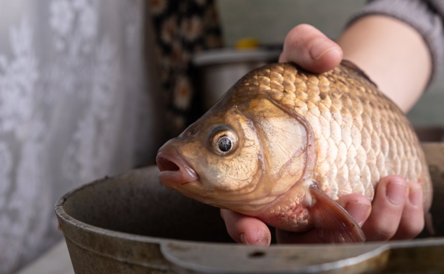 как выглядит язь 