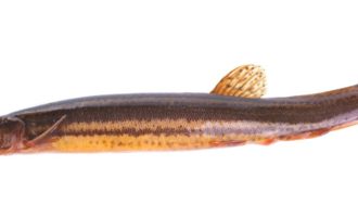 особенности строения рыбы вьюн