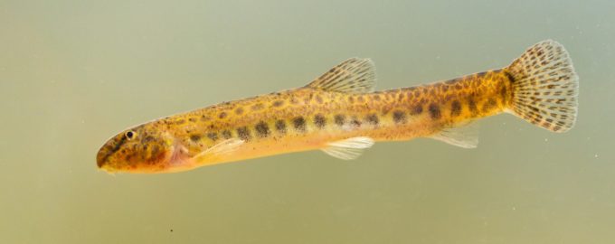 внешний вид вьюна