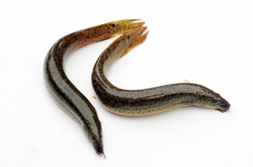 как выглядит вьюн