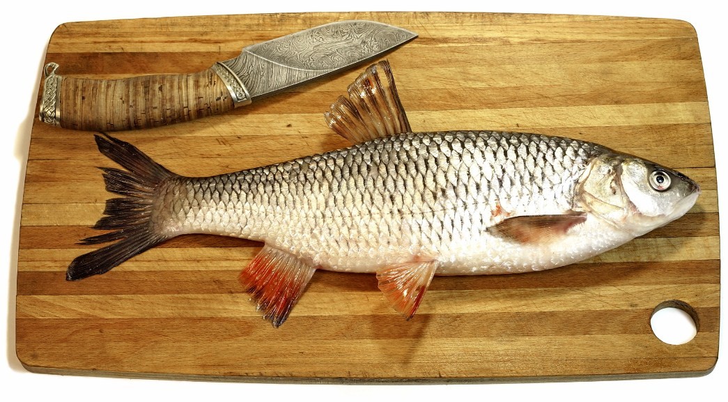 внешний вид рыбы язь 