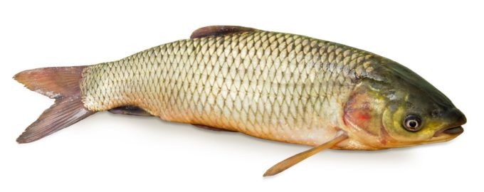 как выглядит белый амур