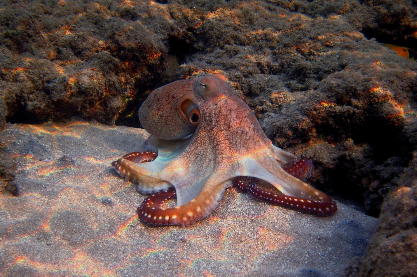 осьминог на грунте 