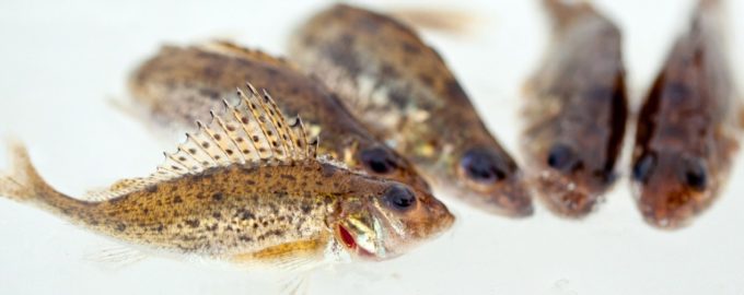 несколько ершей