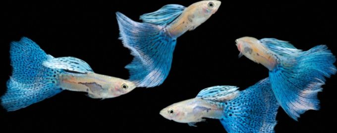 самцы гуппи