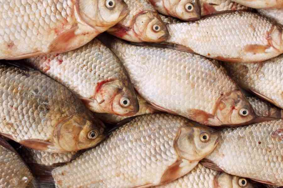 много карасей