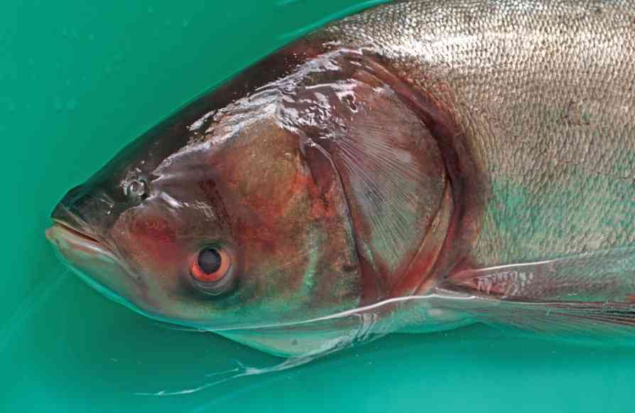 головабольшогокарпа