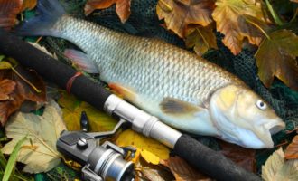 особенности строения белого амура