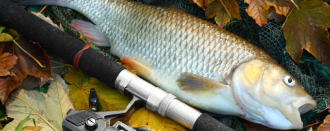 особенности строения белого амура