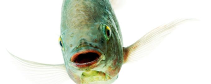 как рыбы разговаривают