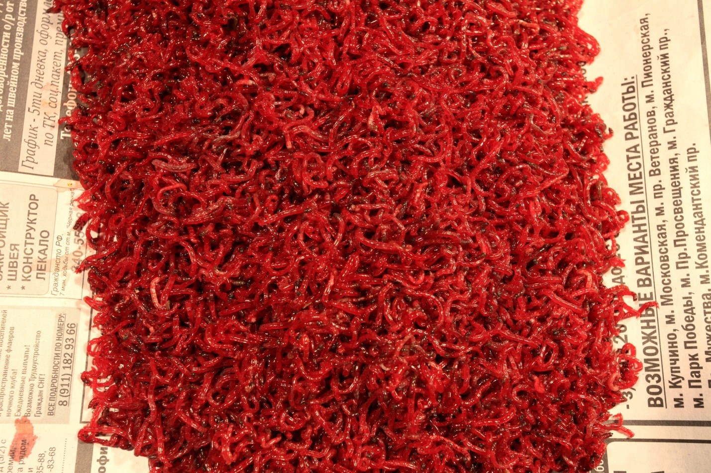 много мотыля 