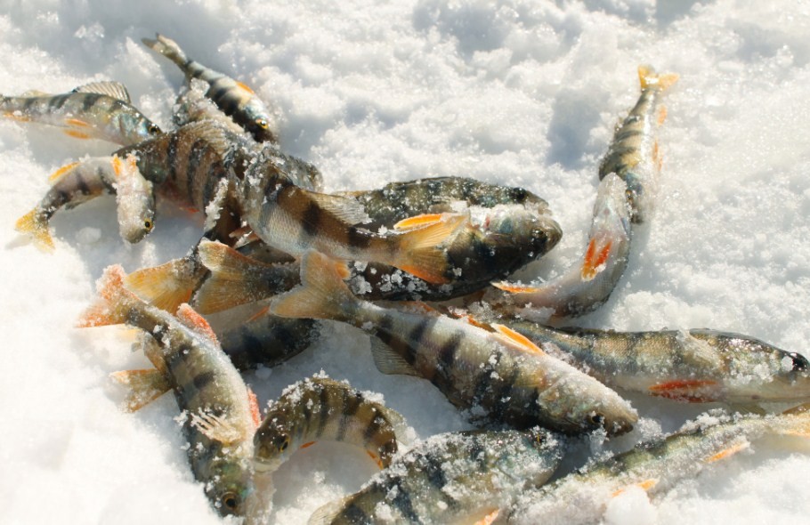 большой улов окуня 