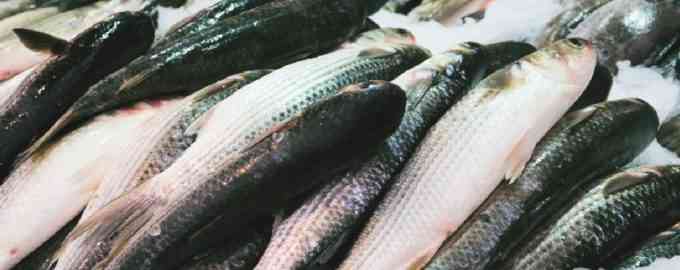 как выглядит пеленгас