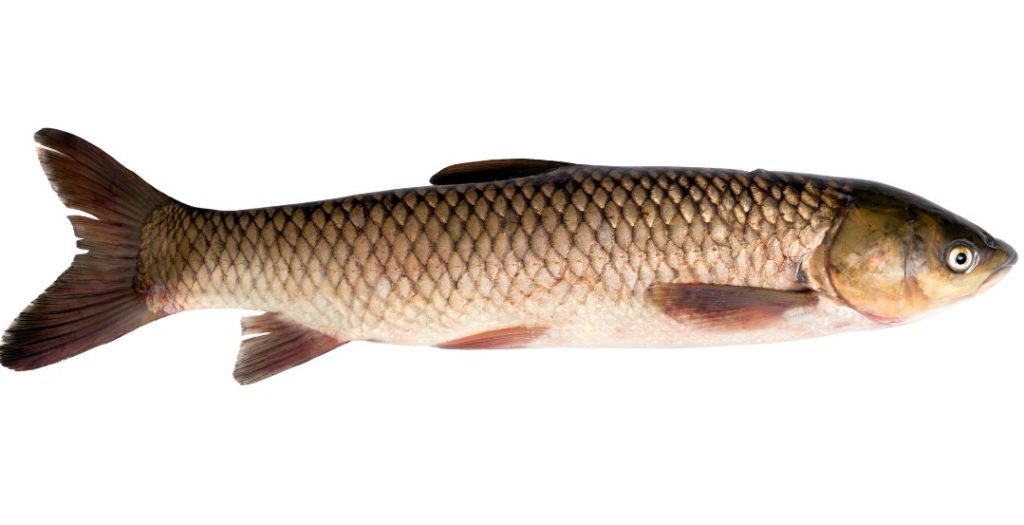 рыба белый амур