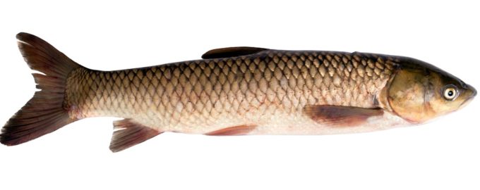 рыба белый амур
