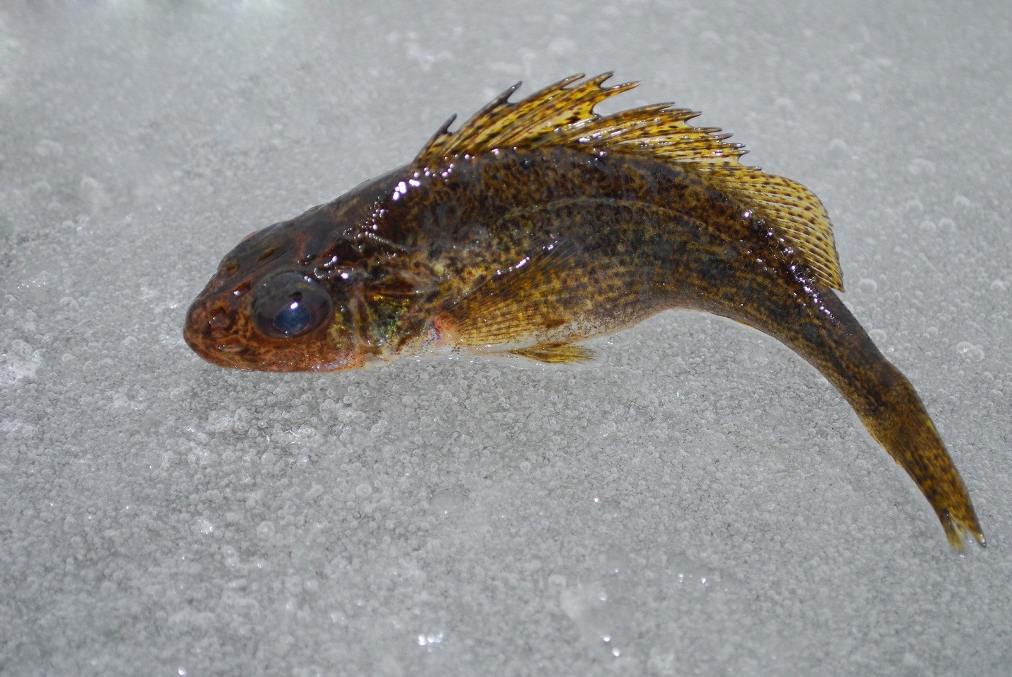 большой ерш