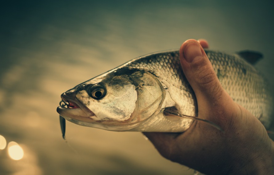 жерех с блесной