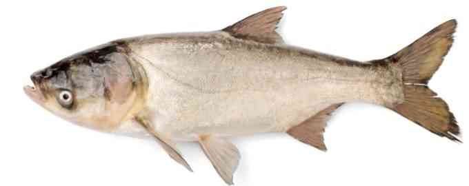 серебряный карп