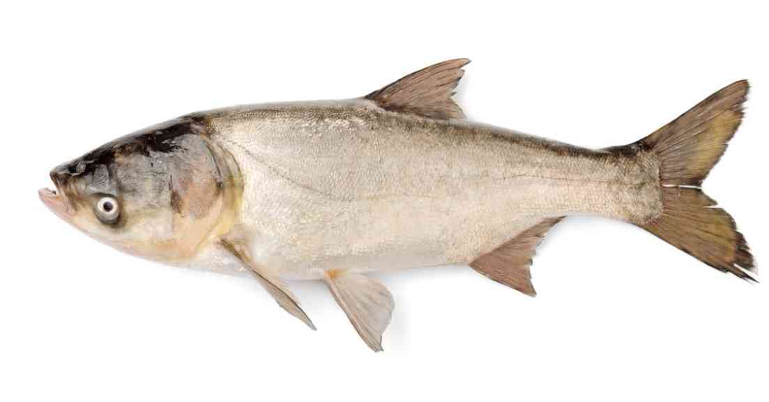 серебряный карп 