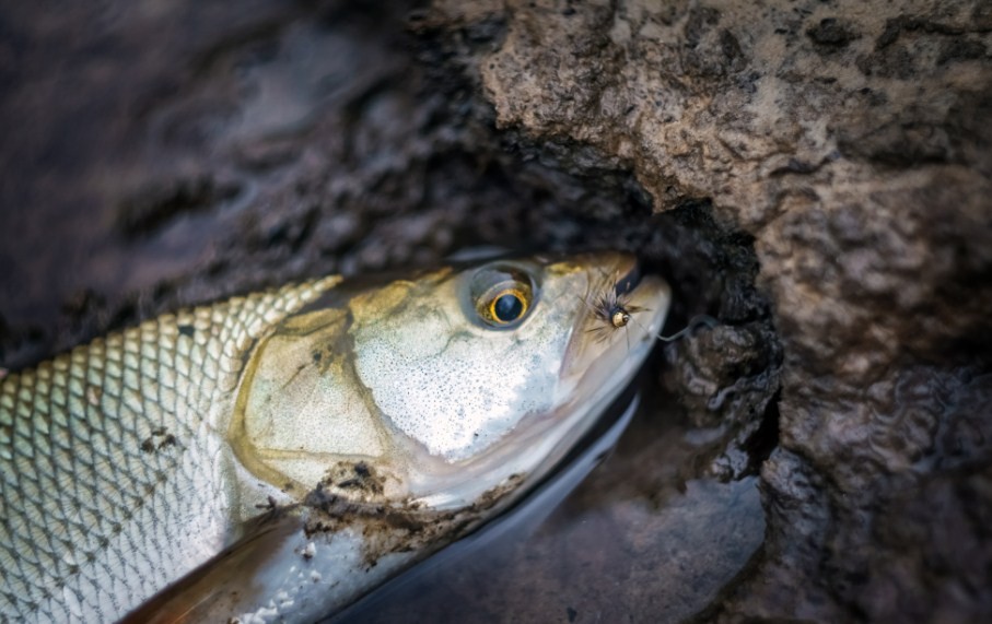как выглядит жерех 