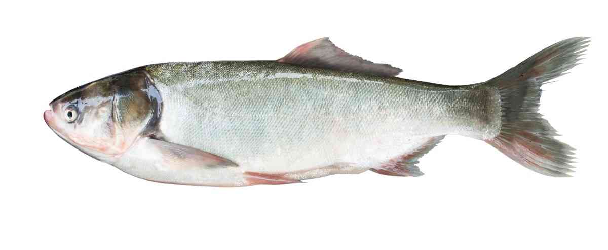 рыба толстолобик