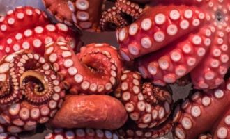 присоски осьминога