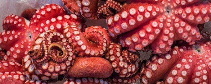 присоски осьминога