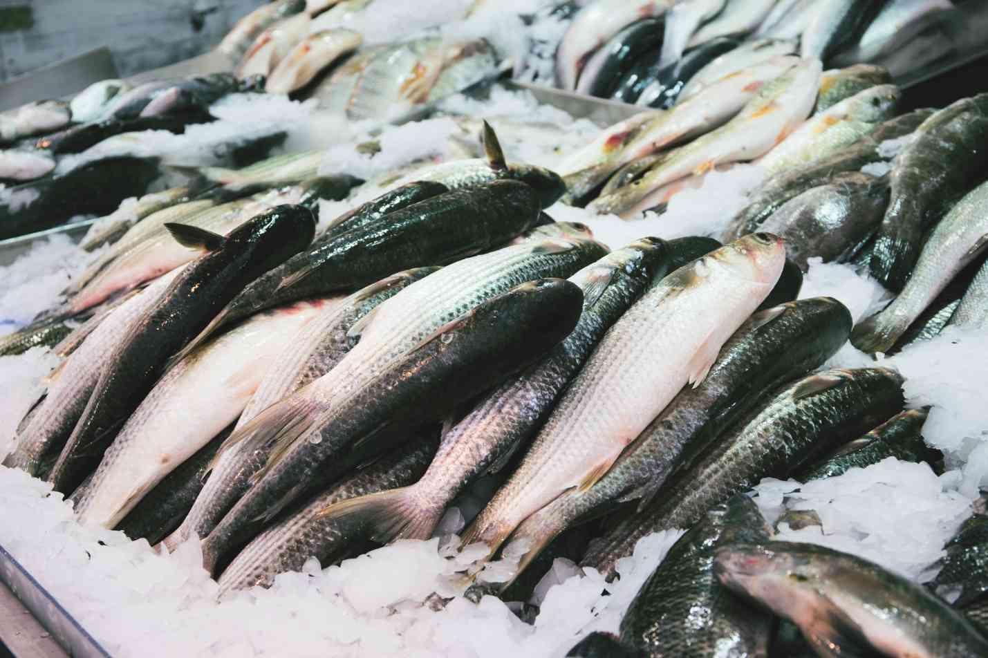 рыба на льду